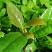 有性系果实种植茶树苗大叶种茶叶苗厚轴茶大果茶荒野茶