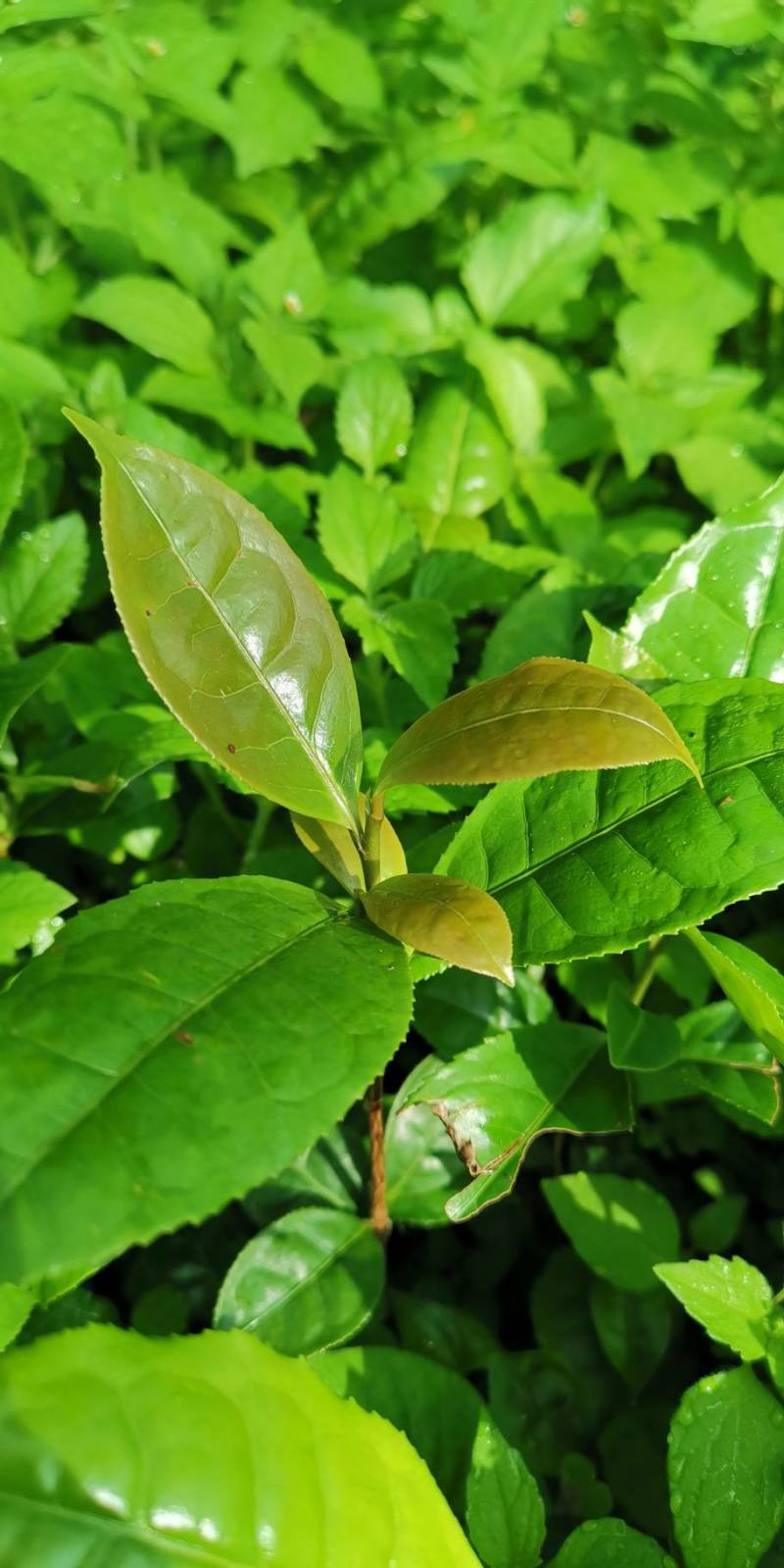 有性系果实种植茶树苗大叶种茶叶苗厚轴茶大果茶荒野茶