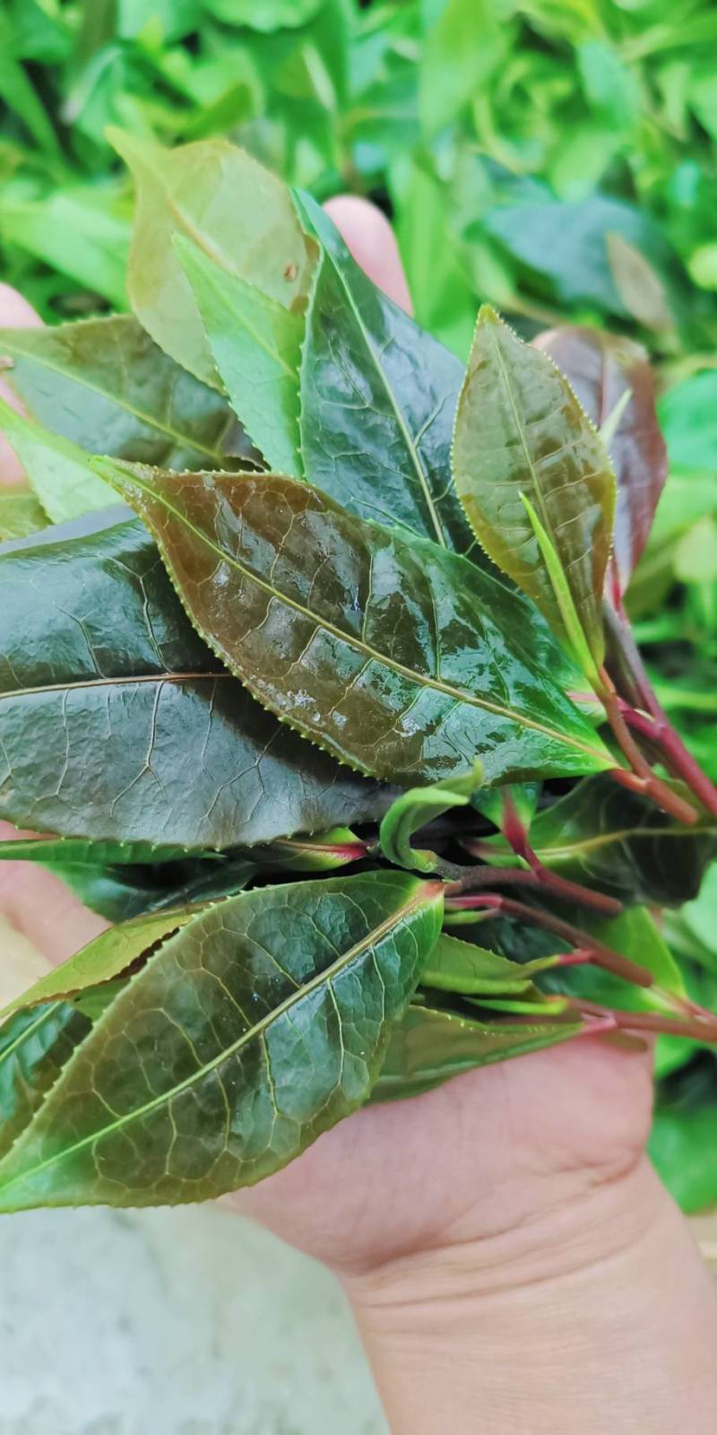 有性系果实种植茶树苗大叶种茶叶苗厚轴茶大果茶荒野茶