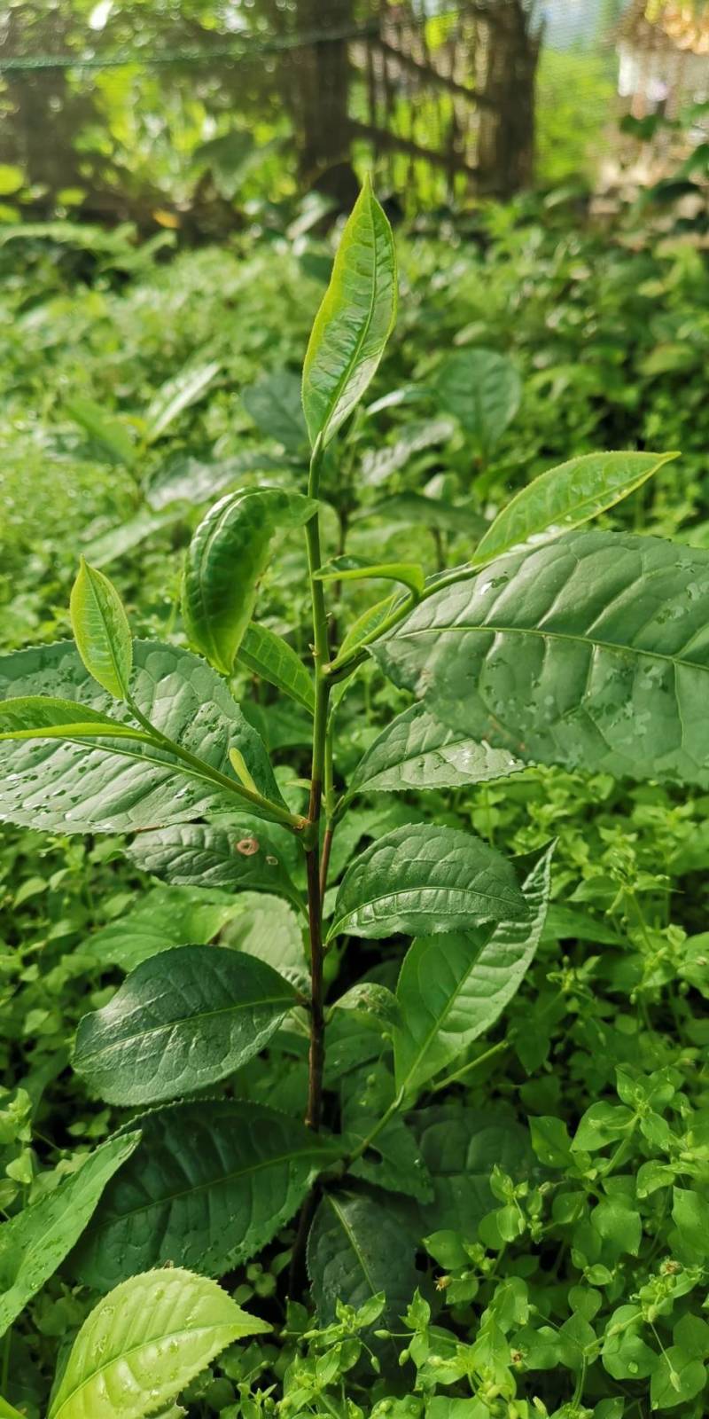 有性系果实种植茶树苗大叶种茶叶苗厚轴茶大果茶荒野茶