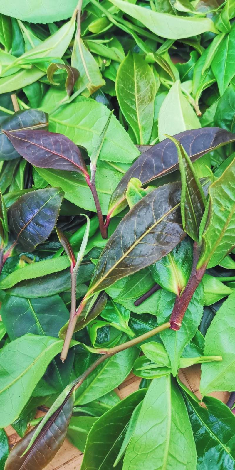 有性系果实种植茶树苗大叶种茶叶苗厚轴茶大果茶荒野茶