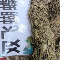 双飞蝴蝶（中草药材）品质保证，欢迎来电咨询