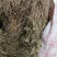双飞蝴蝶（中草药材）品质保证，欢迎来电咨询