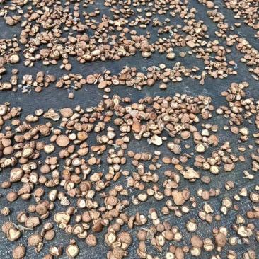 干香菇产地供应新货批发一件代发电商社区团购大量供应全国发