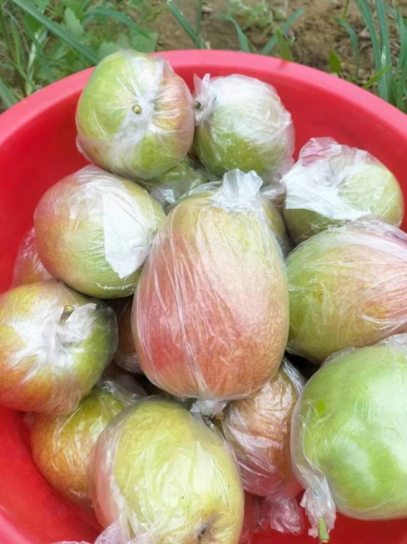 新鲜秋月梨现摘现发，甜脆多汁，健康美味**！