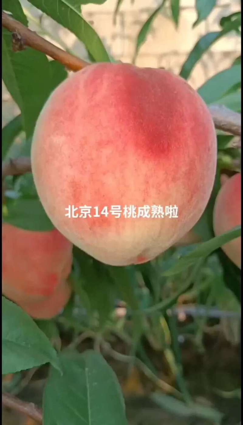 自己种的桃子，北京14号，按需求采摘，价格你说说我听听。