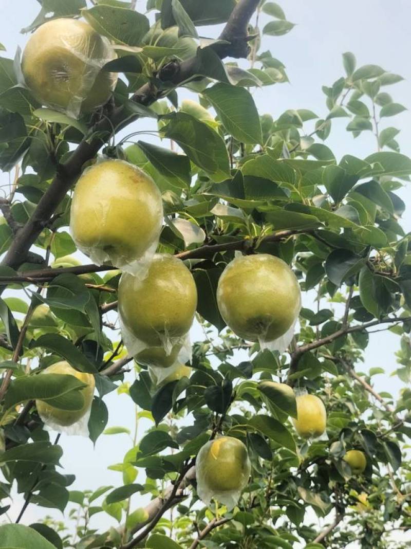 甘甜可口，无渣好吃的黄冠梨