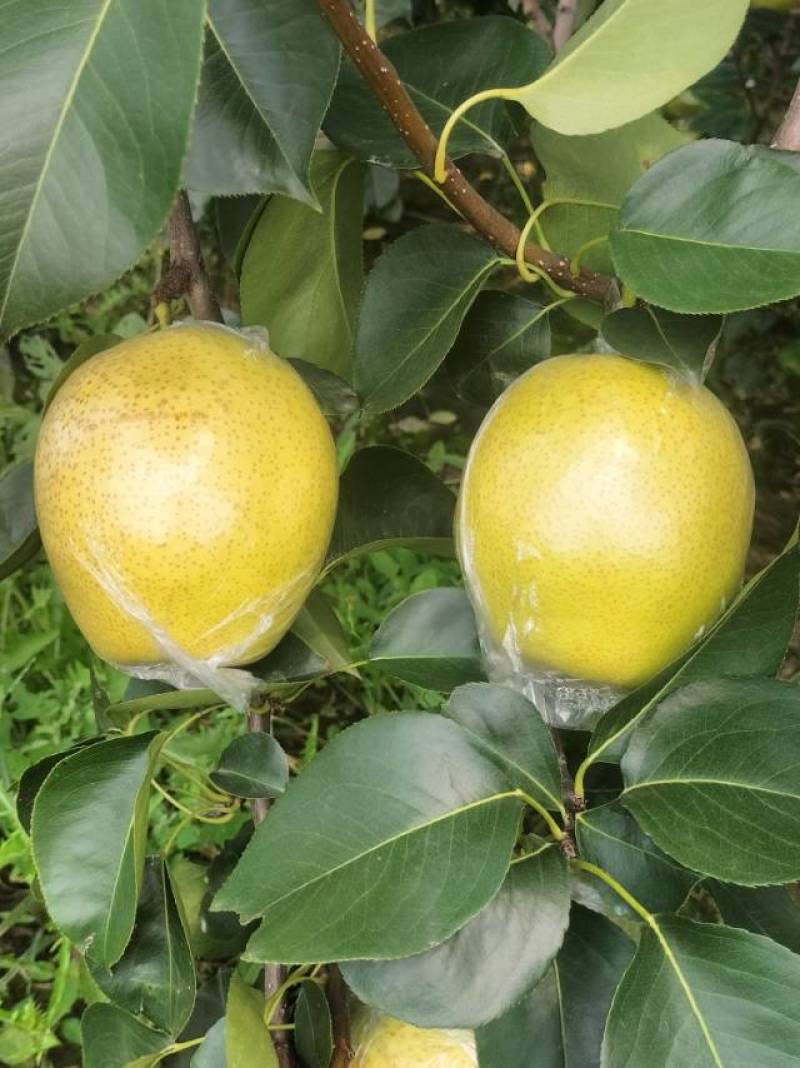 甘甜可口，无渣好吃的黄冠梨