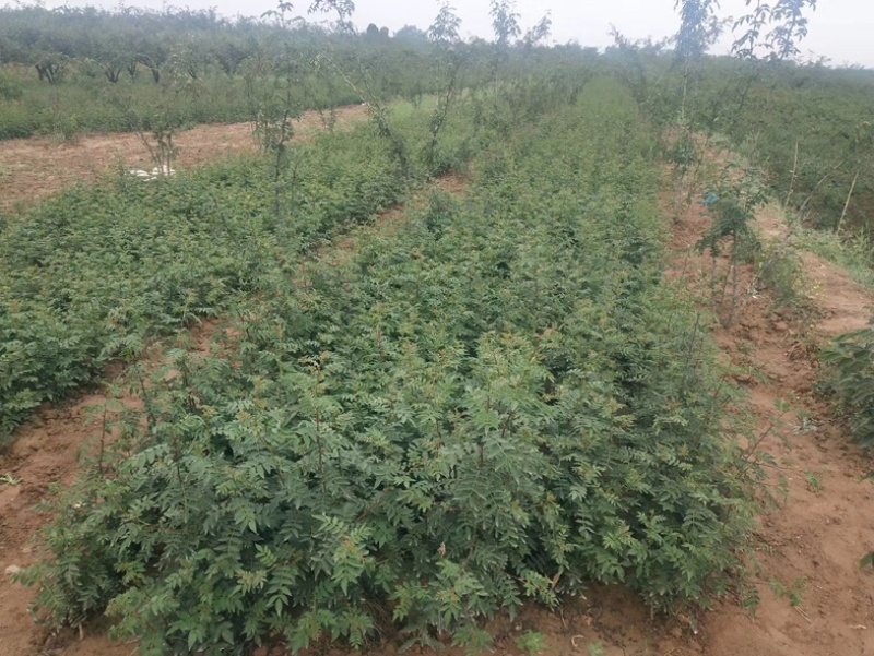 陕西韩城大红袍花椒苗（2年旱地苗）**抢购！