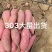 山东精品烟薯二五济薯26，303，哈密产地直发，大量有货