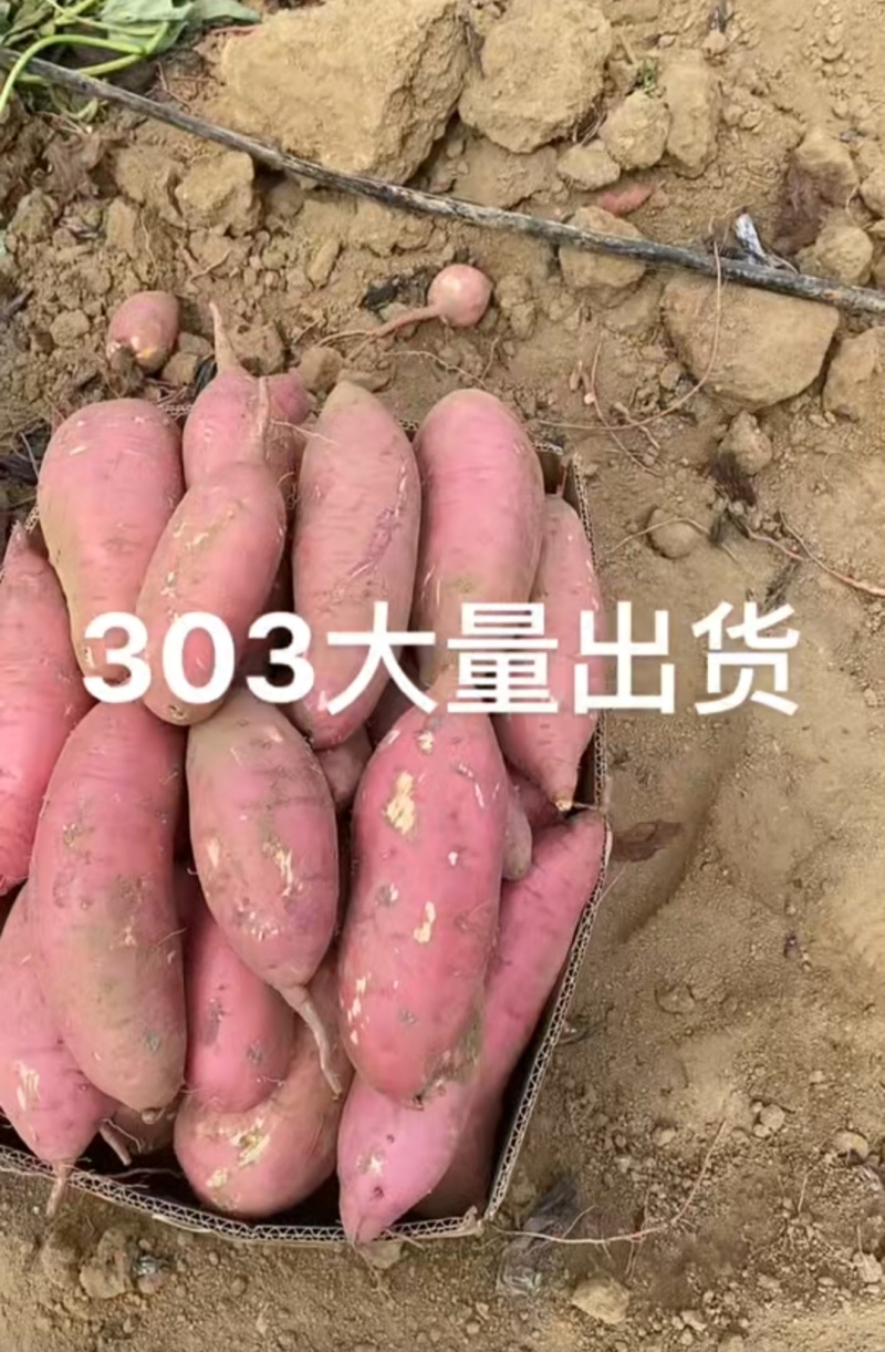 山东精品烟薯二五济薯26，303，哈密产地直发，大量有货