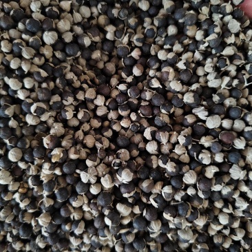 蔓荆子批发零售蔓荆子大颗粒新货干净量大从优