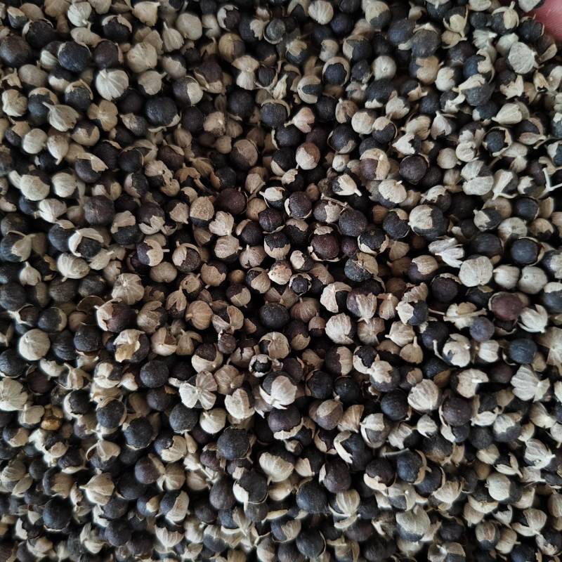 蔓荆子批发零售蔓荆子大颗粒新货干净量大从优