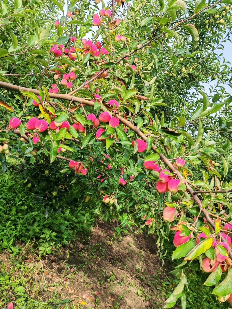 鸡心果内蒙古直产区，一手货源价格优惠工厂对接