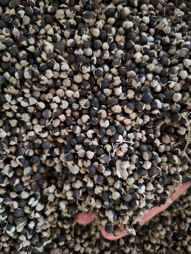 蔓荆子批发零售蔓荆子大颗粒新货干净量大从优