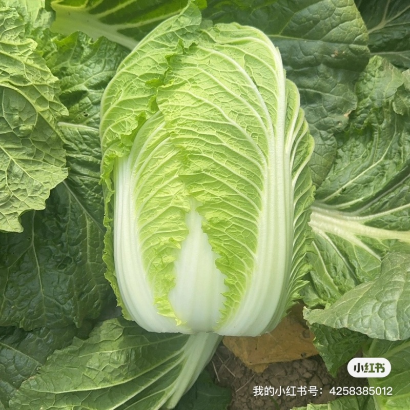 黄心大白菜基地
