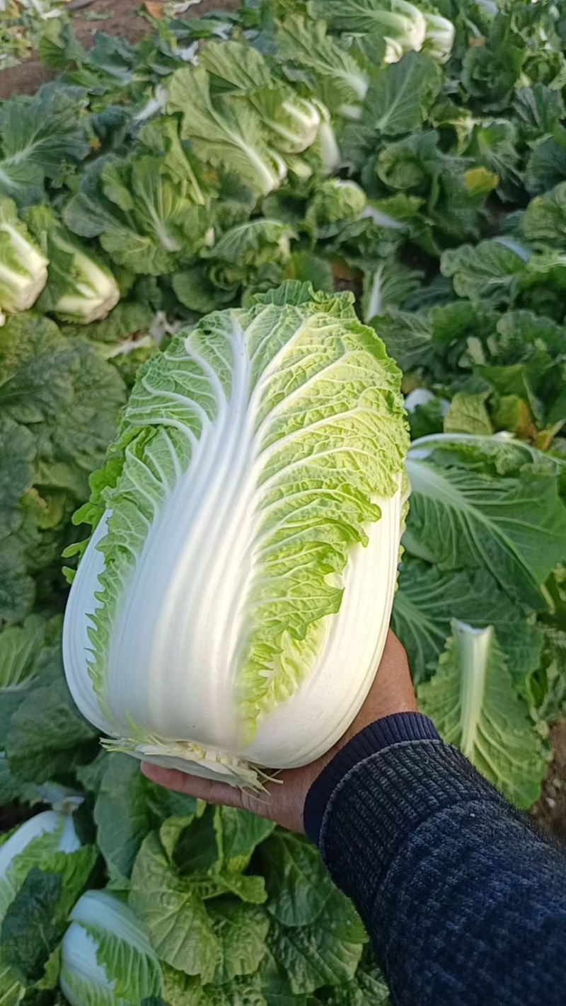 黄心大白菜基地