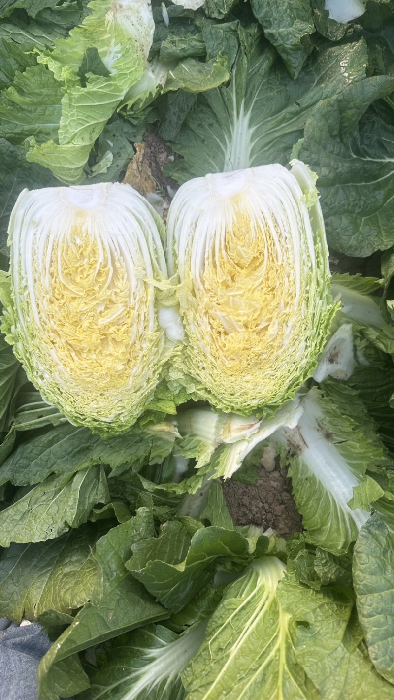 黄心大白菜基地
