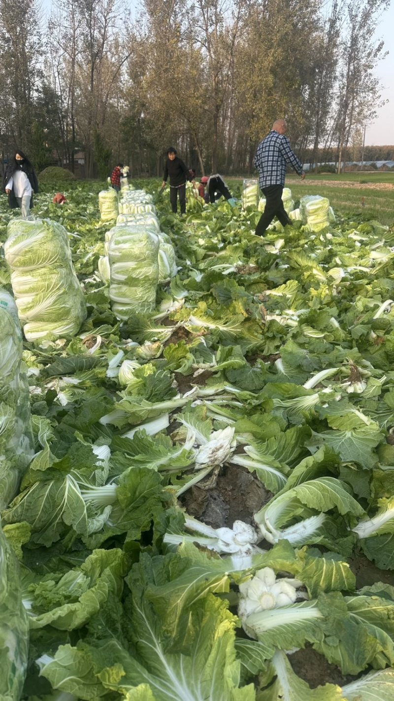 黄心大白菜基地