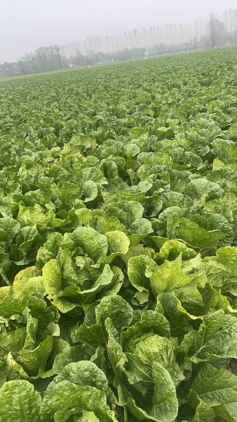 黄心大白菜基地