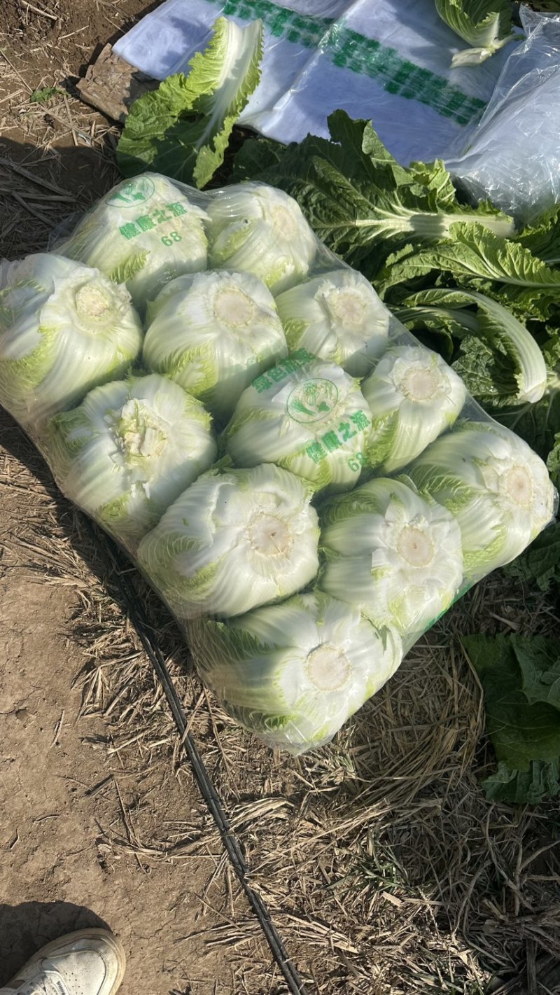 黄心大白菜基地