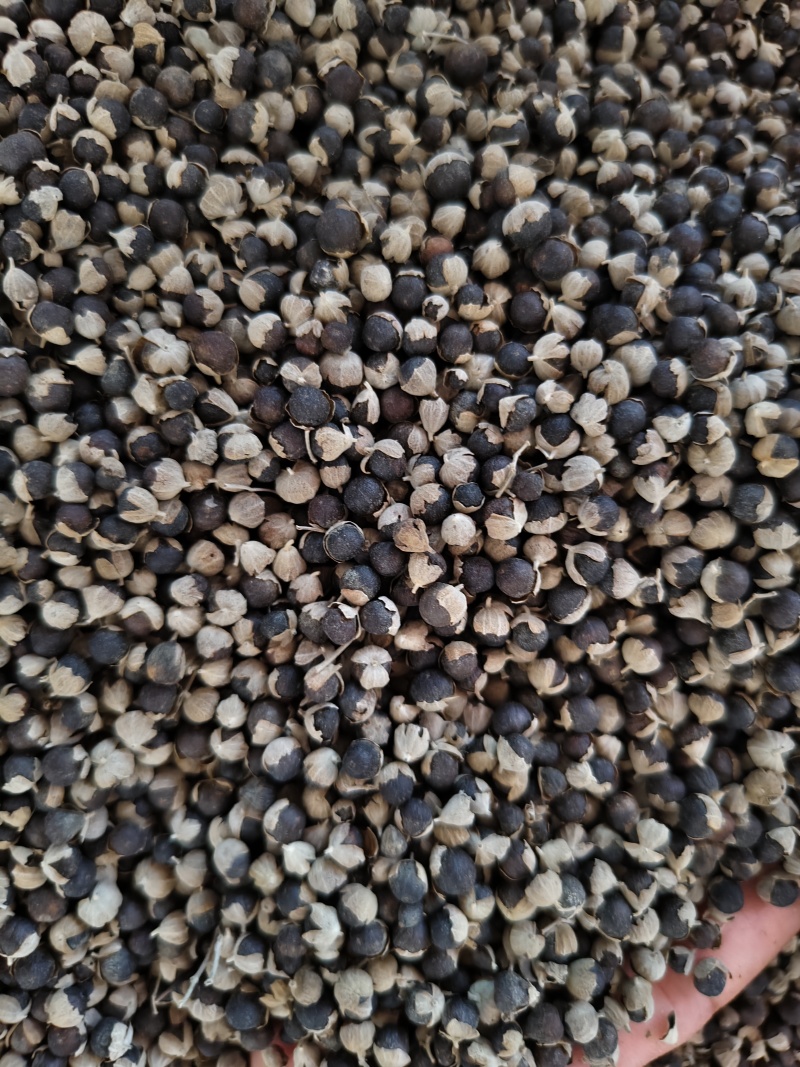 蔓荆子批发零售蔓荆子大颗粒新货干净量大从优