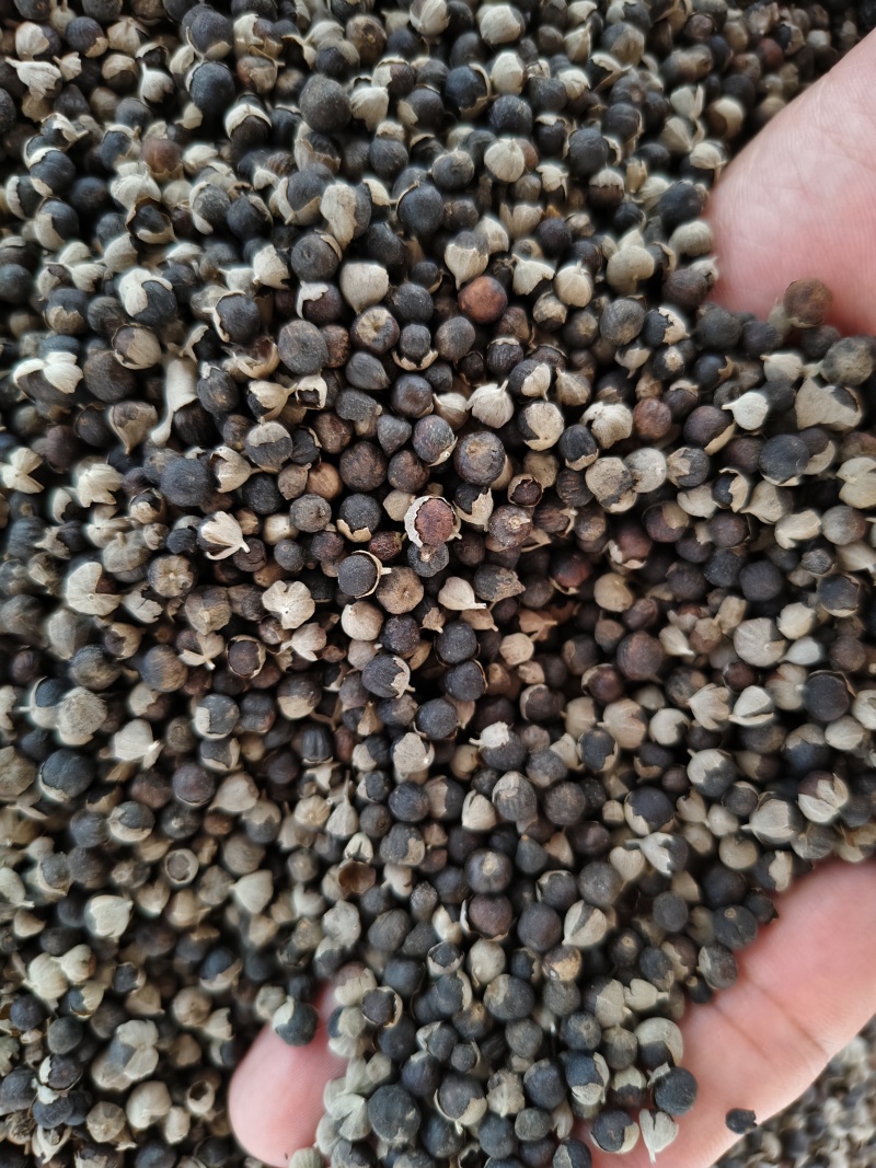 蔓荆子批发零售蔓荆子大颗粒新货干净量大从优