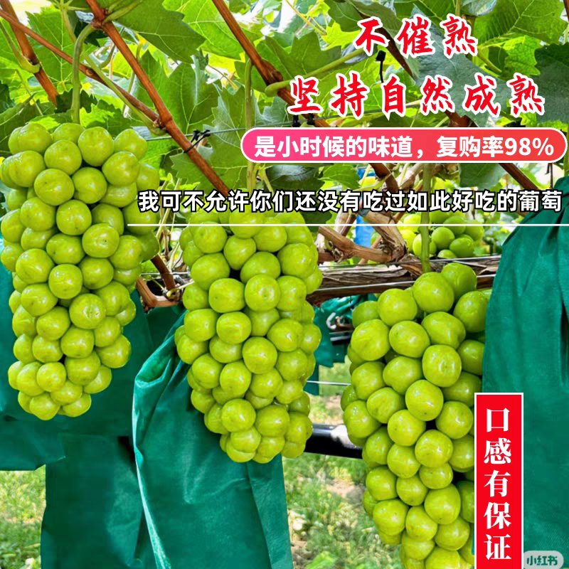 《阳光玫瑰》陕西渭南葡萄/原产地货源/全国整车批发供应