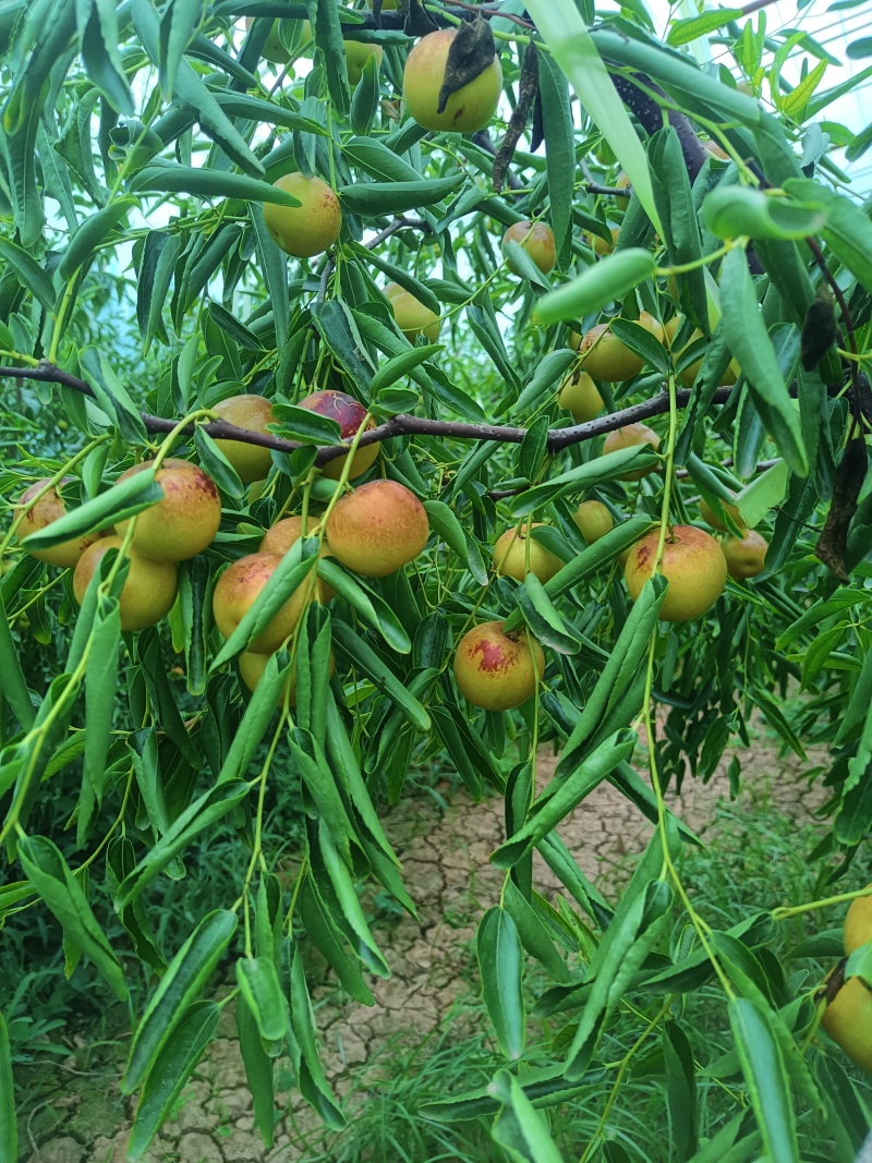 陕西省大荔县冬枣