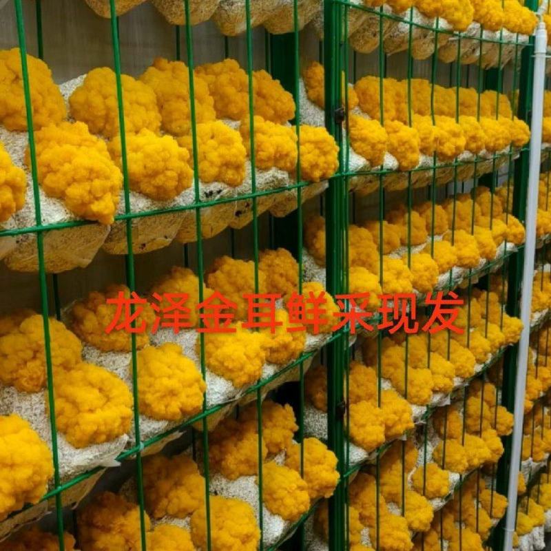 龙泽金耳鲜品鲜采现发品质保证产地直销