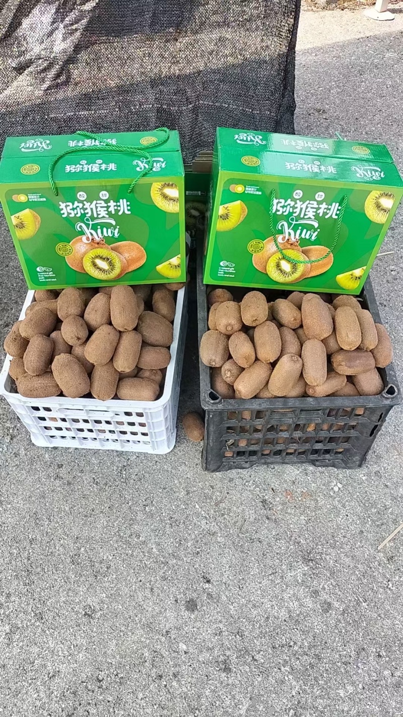 贵长猕猴桃