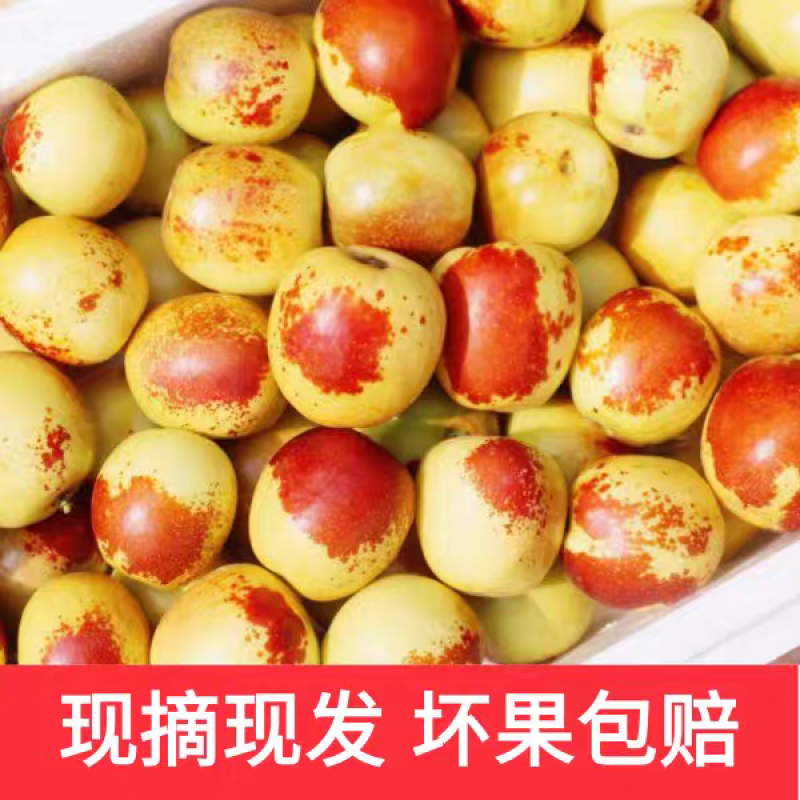 《大荔冬枣》陕西冬枣/产地货源/全国供应电商直播市场