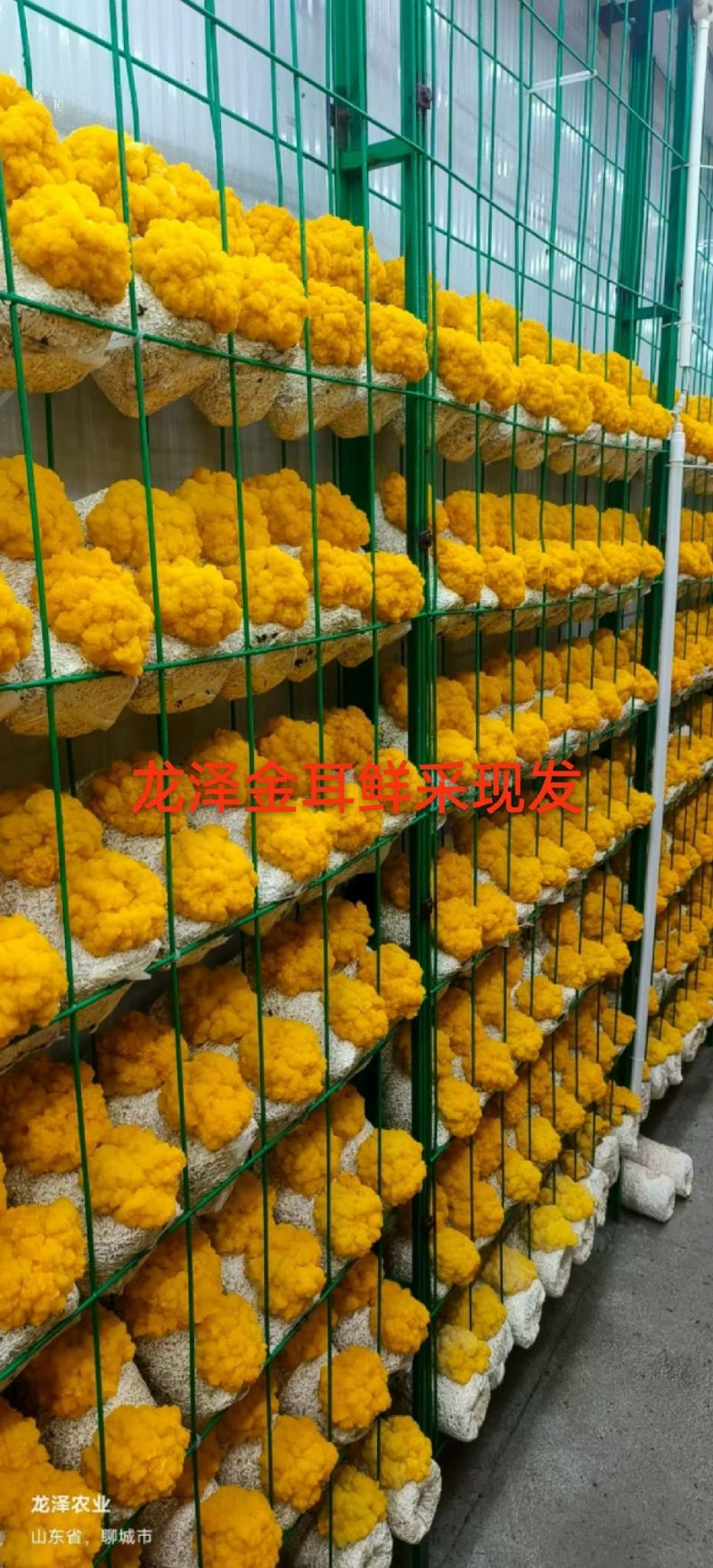 龙泽金耳鲜品鲜采现发品质保证产地直销