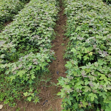 一年枫香苗苗圃直供成活率高，可技术指导，可视频看货全国发