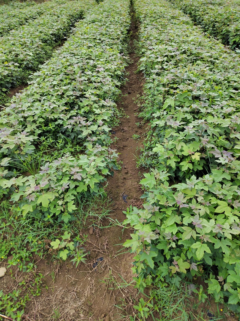 一年枫香苗苗圃直供成活率高，可技术指导，可视频看货全国发
