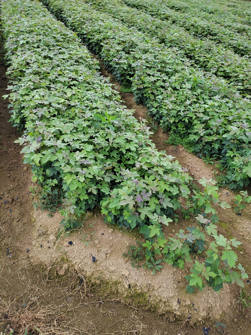 一年枫香苗苗圃直供成活率高，可技术指导，可视频看货全国发