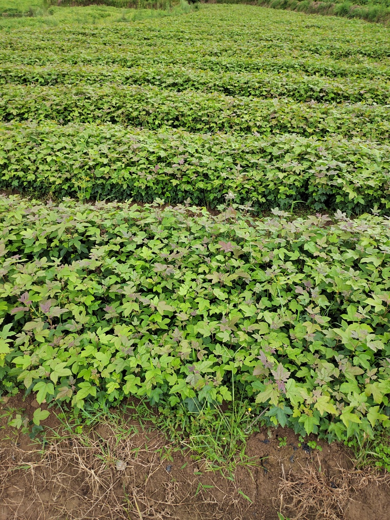 一年枫香苗苗圃直供成活率高，可技术指导，可视频看货全国发