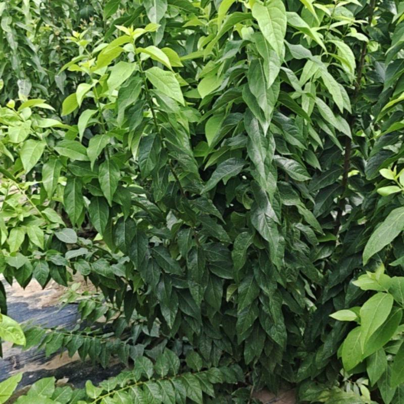 陕西丛生腊梅高250厘米冠福150厘米