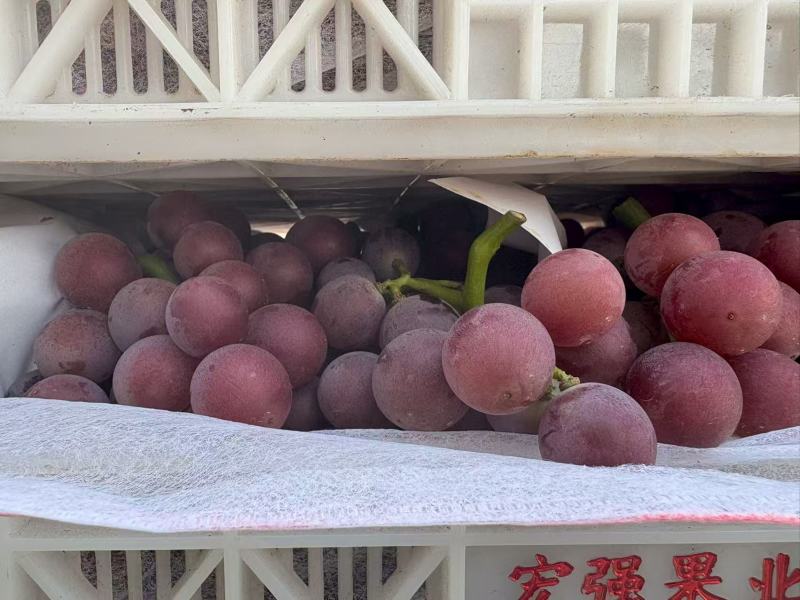 巨峰葡萄
