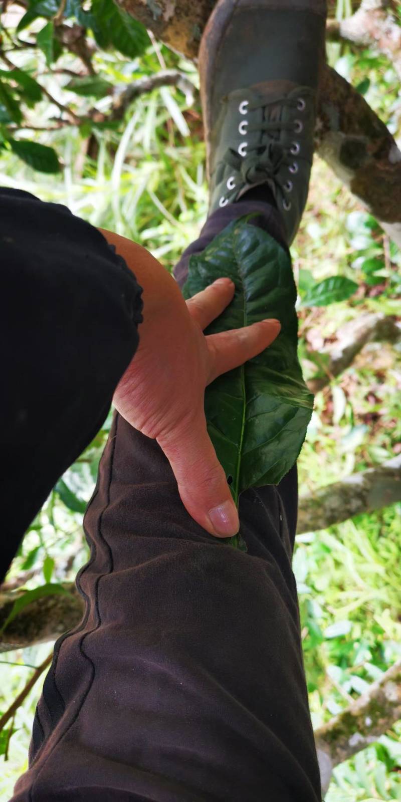 有性系果实种植茶树苗大叶种茶叶苗厚轴茶大果茶荒野茶