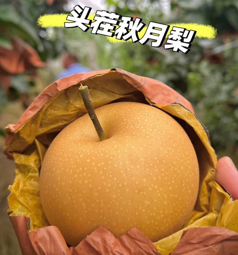 秋月梨