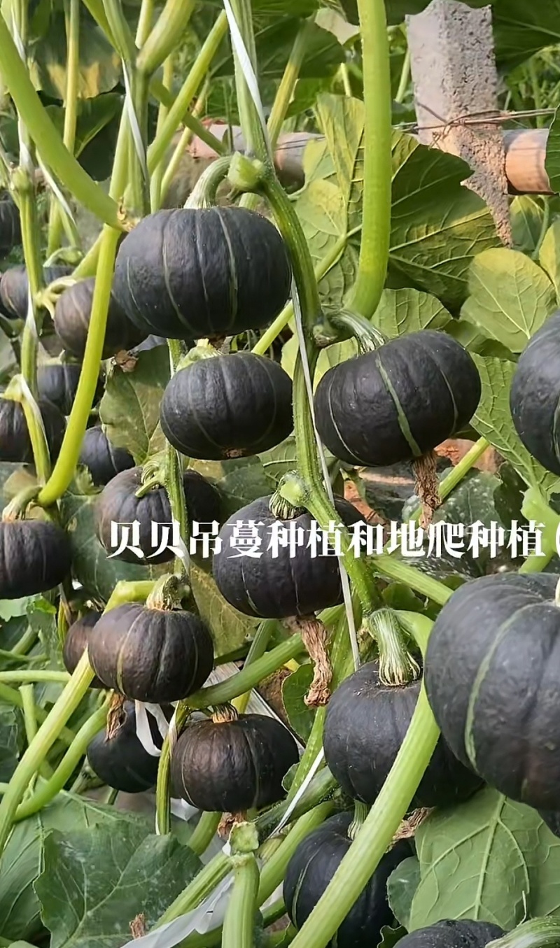 贝贝南瓜苗粉糯香甜，个大早熟产量高，抗病强，南瓜苗