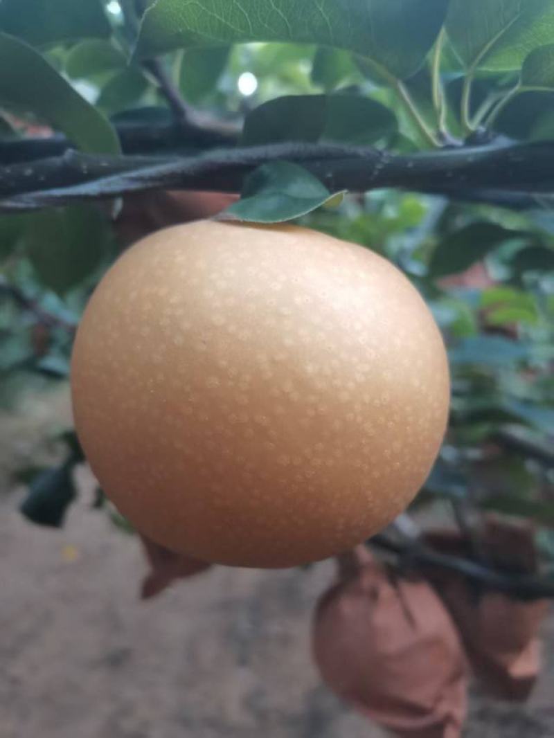 圆黄梨