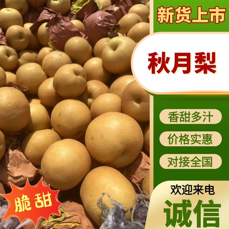 安徽宿州砀山县大量秋月梨上市，产地供货质量好欢迎来电咨询