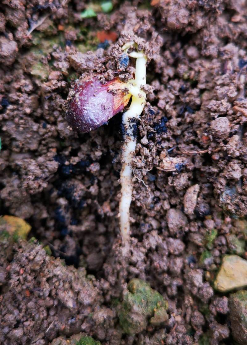 有性系果实种植茶树苗大叶种茶叶苗厚轴茶大果茶荒野茶