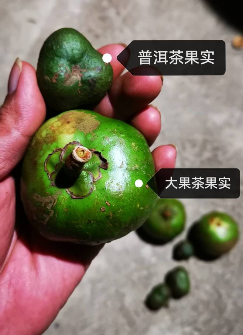 有性系果实种植茶树苗大叶种茶叶苗厚轴茶大果茶荒野茶