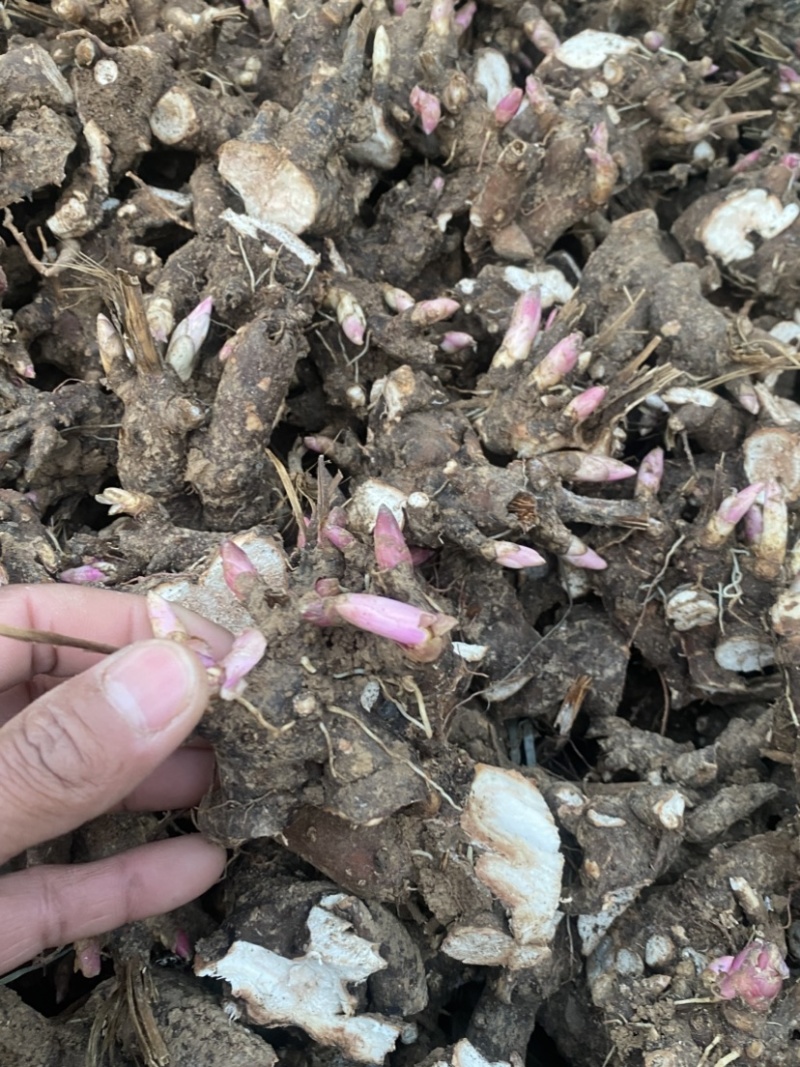 黑白芍芽/白芍种苗/技术指导/亳州药材苗/全国发货供应