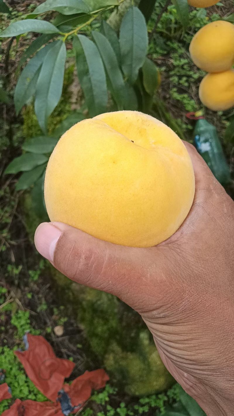 精品锦绣黄桃。四川雅安高山基地直供，口感脆甜。表皮光洁