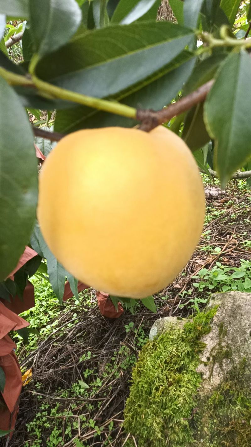 精品锦绣黄桃。四川雅安高山基地直供，口感脆甜。表皮光洁