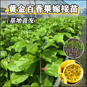 百香果苗